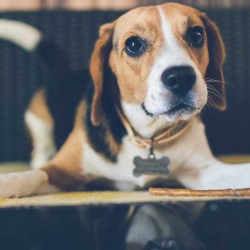 Homemade Dog Treats Image